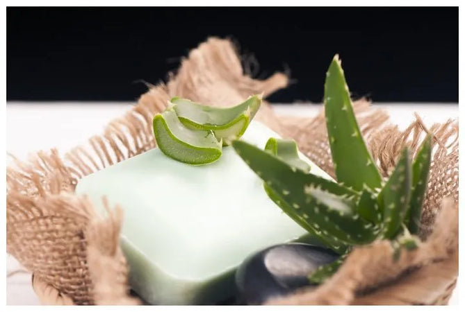 Aloe Vera Soap Making: How to Make Your own Aloe Vera Soap Bar at Home   Candle Supply NZ