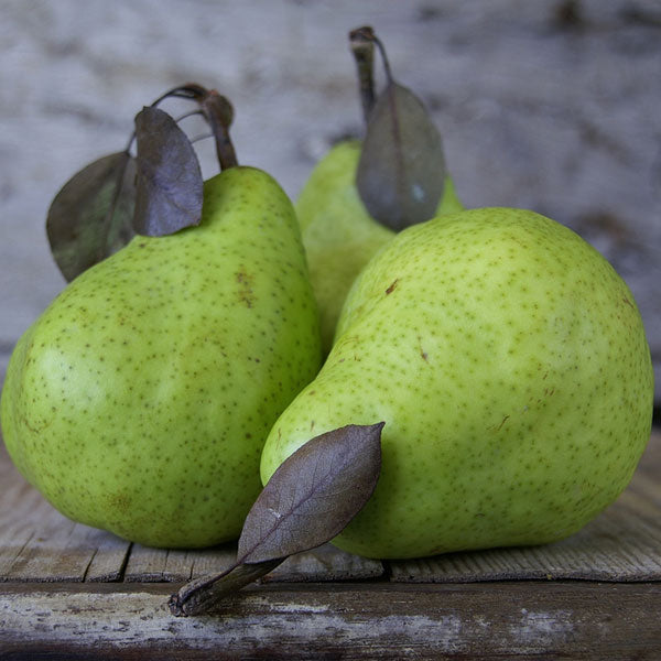 French Pear - Fragrance Oil - New Formula