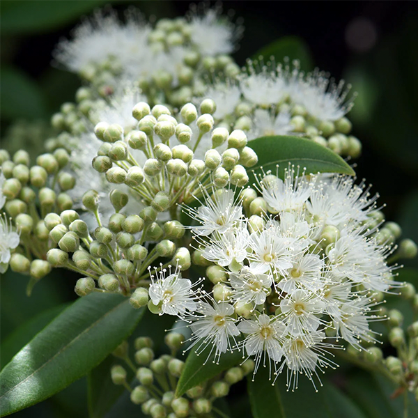 Lemon Myrtle -  Fragrance Oil (Luxaroma)