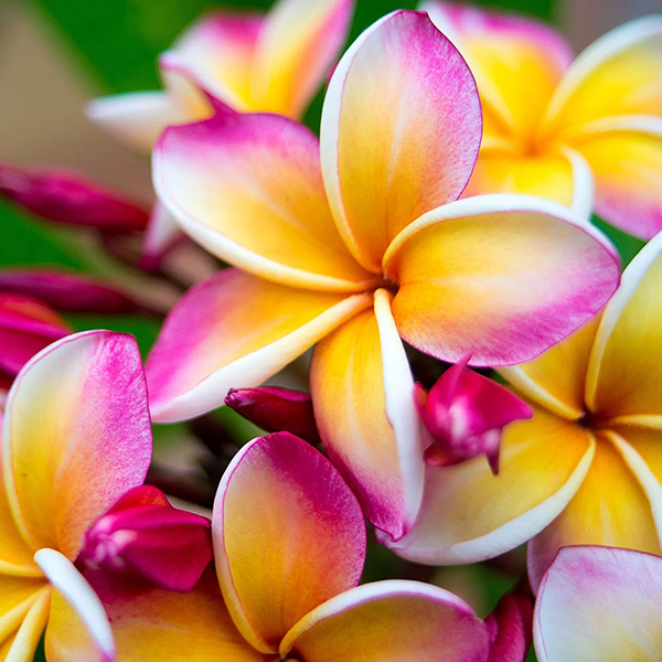 Wild Frangipani - Diffuser Fragrance