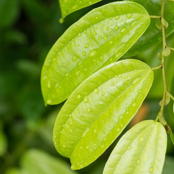 Cinnamon Leaf - Essential Oil