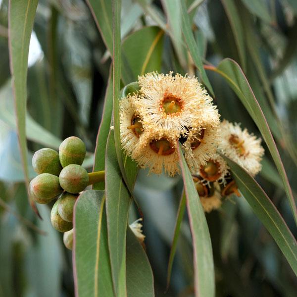 Eucalyptus Lemon Scented - Essential Oil