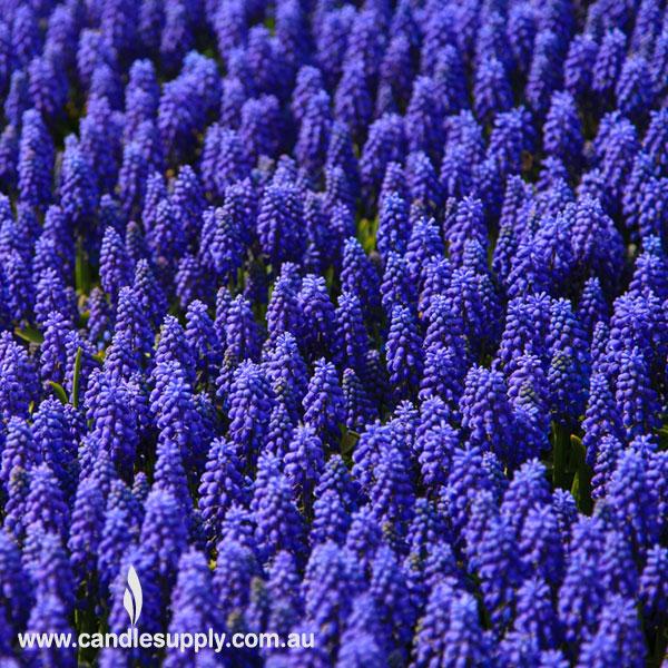 Lavender - Diffuser Fragrance