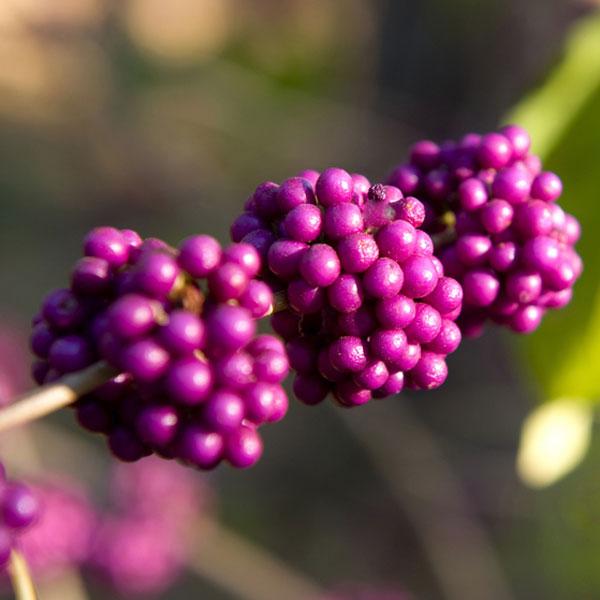 Boysenberry - Diffuser Fragrance