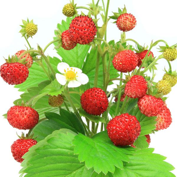 Wild Strawberry - Fragrance Oil