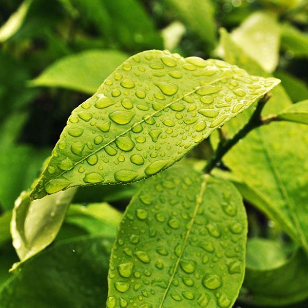 Fresh Garden Leaves - Diffuser Fragrance