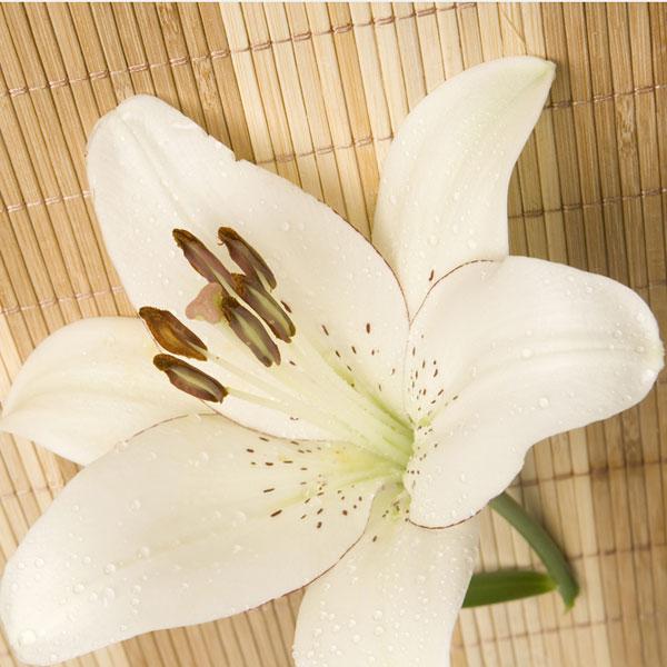 white lily aroma Bamboo & White Lily