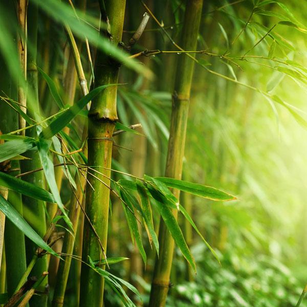 Green Bamboo & Fig - Diffuser Fragrance