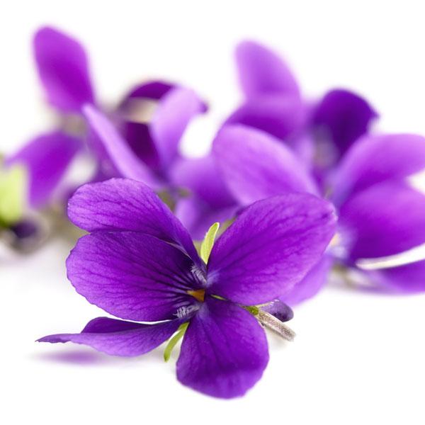 Violet Leaf - Middle Note Fragrance Oil