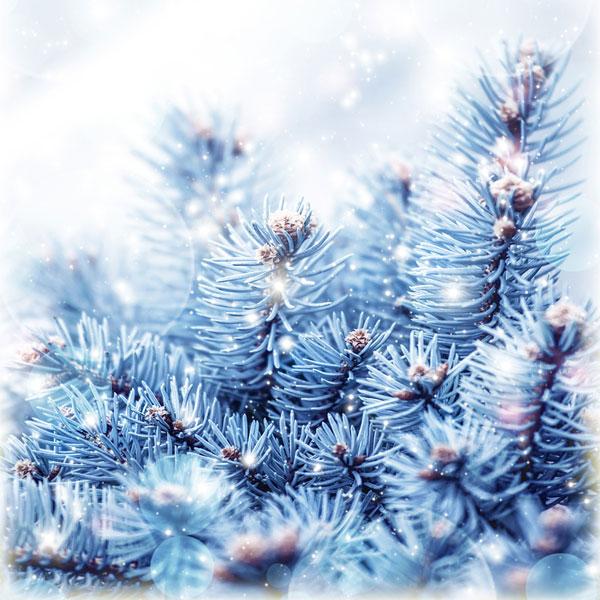 Frosted Cedar - Diffuser Fragrance