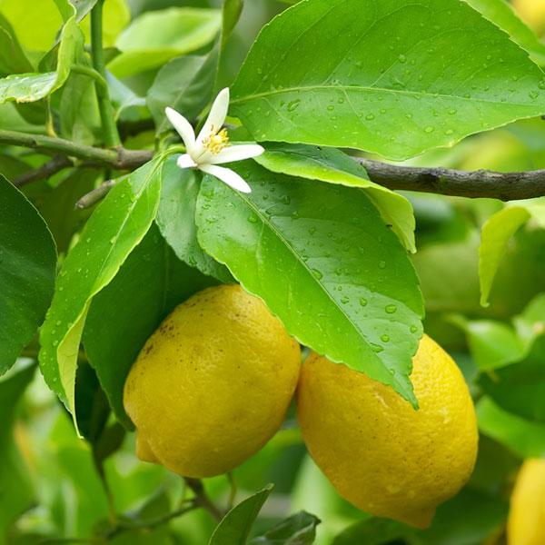 Lemon (Italy) - Essential Oil