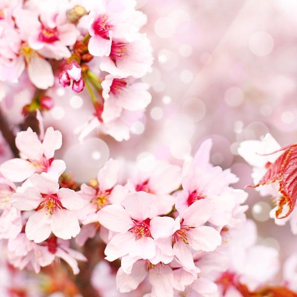 Cherry Blossom - Fragrance Oil