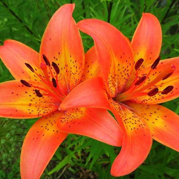 tiger lily smell Tigerlily Blossom