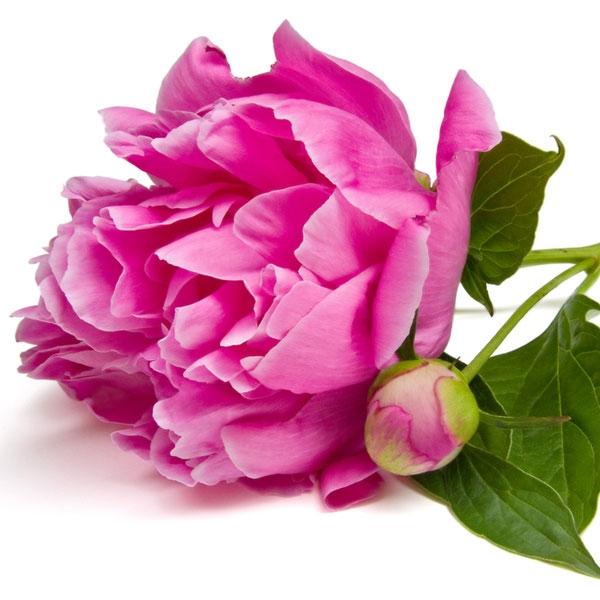 Lychee Peony - Diffuser Fragrance